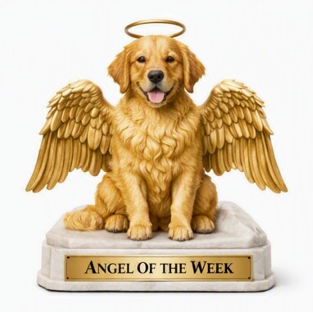 an angel of the week award